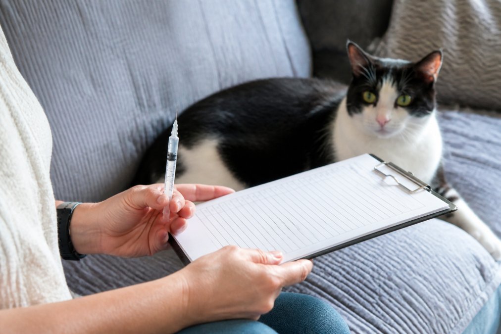 Professional illustration showing cat sitter for medical needs