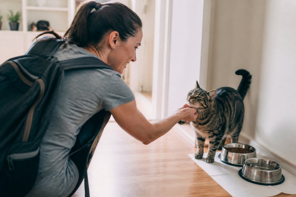 Cat Sitter for Short Trips: A Complete Guide