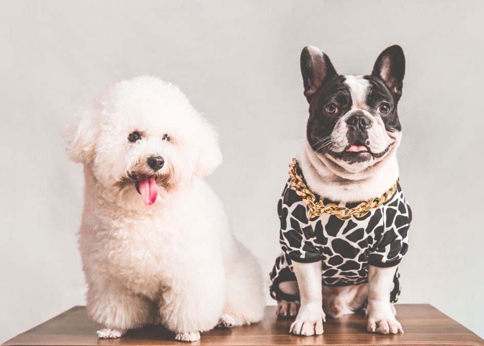 Essential Dog Accessories for New Owners: 2026 Guide