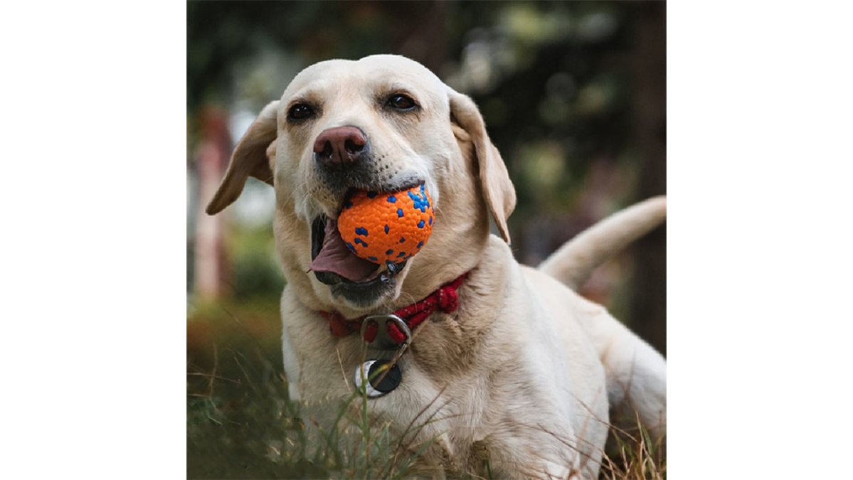 A happy medium-sized dog with a durable orange burst ball toy in its mouth, playing in a sunny backyard with green grass
