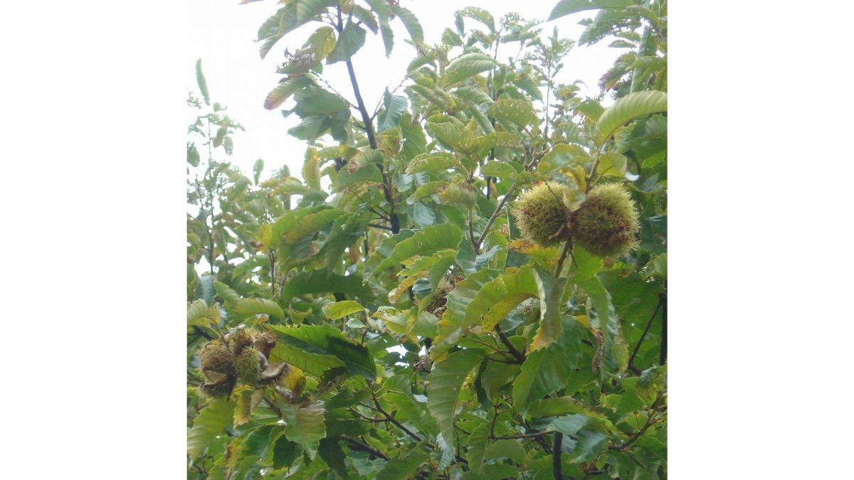 Chinese Chestnut