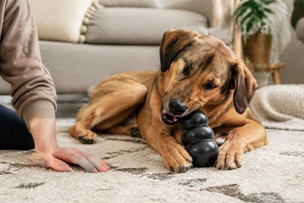 A medium-sized dog lying on a living room rug, chewing a durable rubber toy while a person's hand rests nearby, showing scale and safe play at home