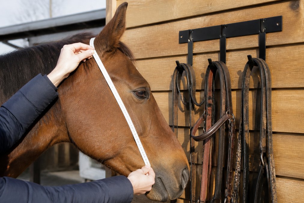 Close-up of a rider's hands holding a soft measuring tape against a horse's head, measuring from the poll to the corner of the mouth, with the horse's ear relaxed and visible in natural daylight