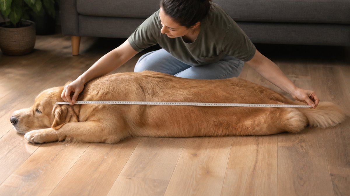 A person measuring a large dog from nose to tail base with a soft measuring tape while the dog lies stretched out on a living room floor, soft afternoon light through a window
