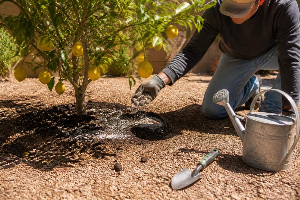 Homeowner applying granular citrus tree fertilizer around the base of a lemon tree in a sunny desert backyard.