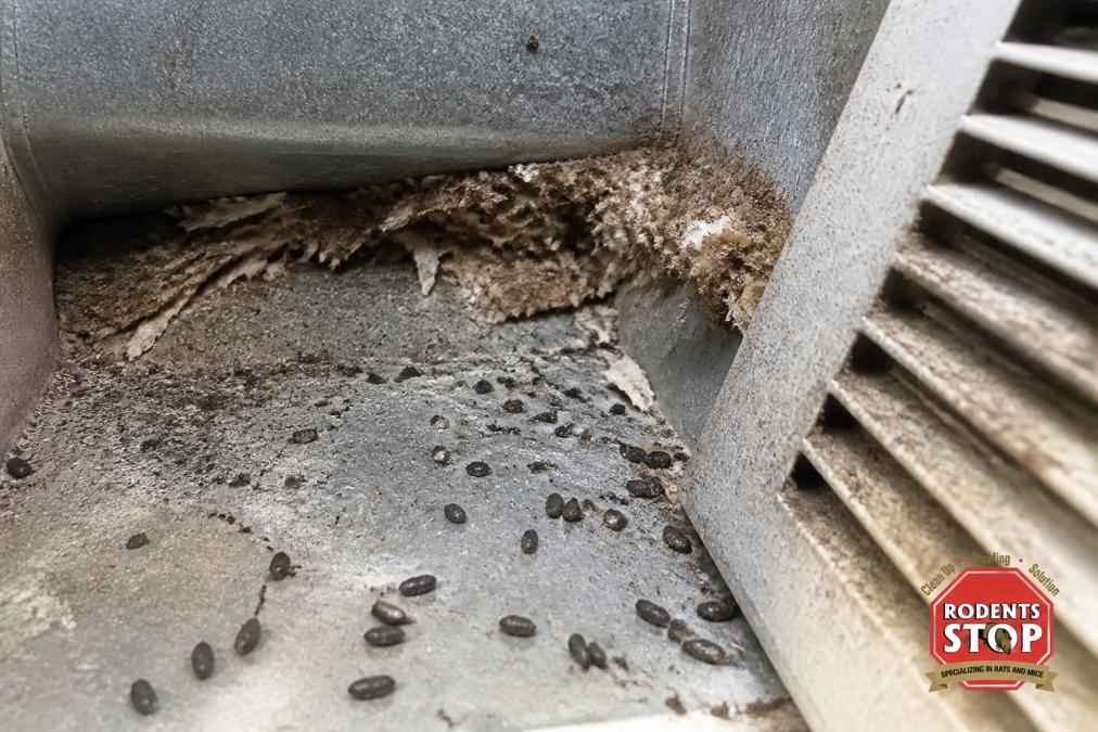 Close-up view inside HVAC return vent showing dark rodent droppings scattered across metal ductwork surface, nesting material woven between duct insulation, and visible contamination buildup on vent grates
