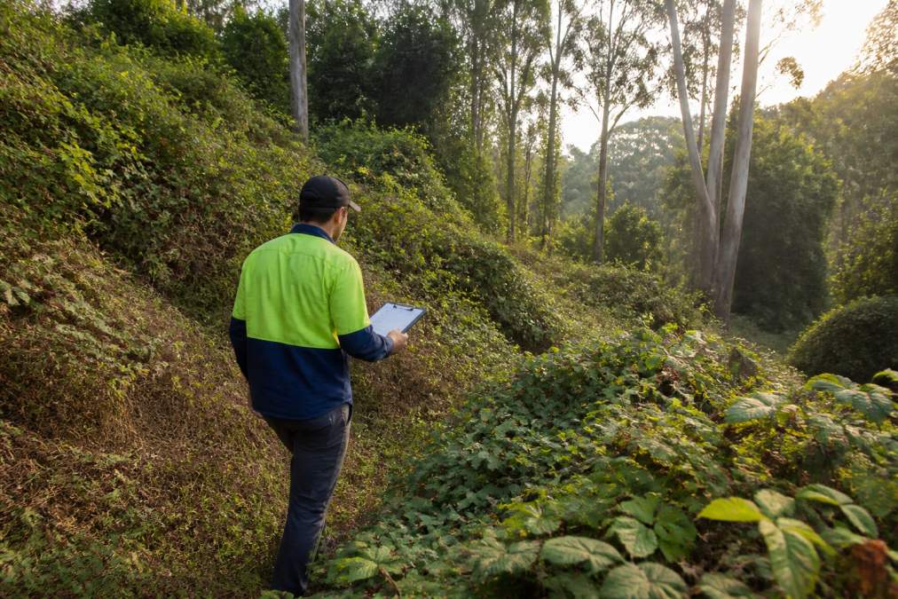 Contractor assessing a steep, overgrown block before clearing overgrown acreage in the morning sun.