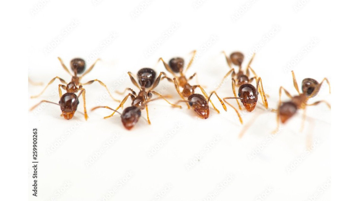 How to Get Rid of Ants in Kitchen Naturally: 2026 Guide