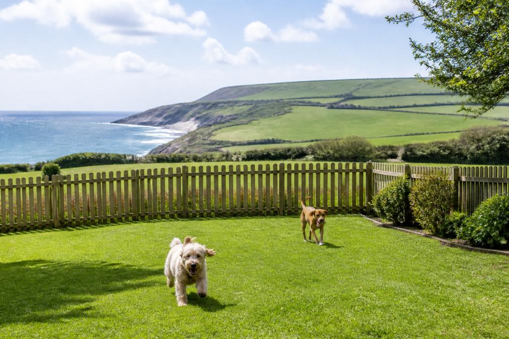 Dogs playing safely in a fully enclosed garden with secure fencing, coastal scenery and countryside backdrop visible beyond the garden boundary
