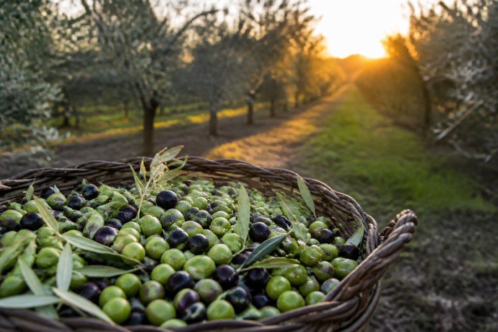 Freshly harvested olives in a basket at dawn, a top cobram estate alternative for quality olive oil production.