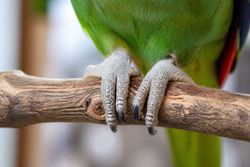 Close-up of a parrot's foot gripping a natural wood perch with varied bark texture, toes wrapped securely around the branch, showing proper grip distribution