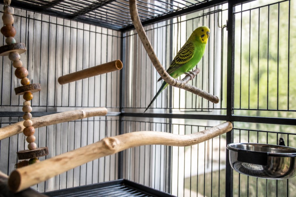 Interior view of a well-organized bird cage with multiple perches at varying heights and angles, a healthy bird perched comfortably, natural light highlighting the setup and the bird's relaxed posture