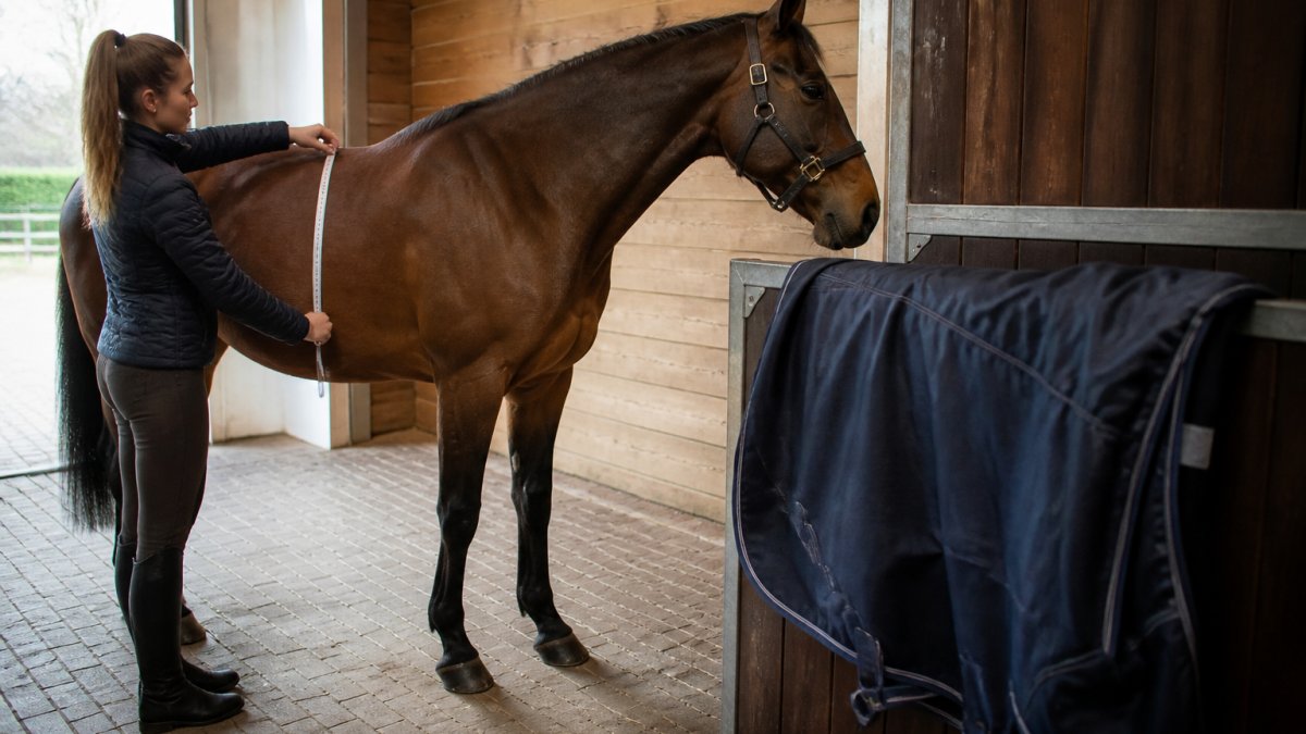 Un cavalier mesure le dos d'un cheval avec un mètre ruban dans une écurie pour ajuster une couverture.