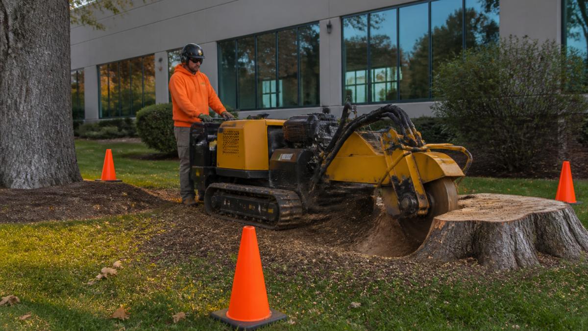 Track-mounted stump grinder working on a large oak stump beside a landscaped commercial property, operator in safety gear, orange cones marking the work zone, morning light
