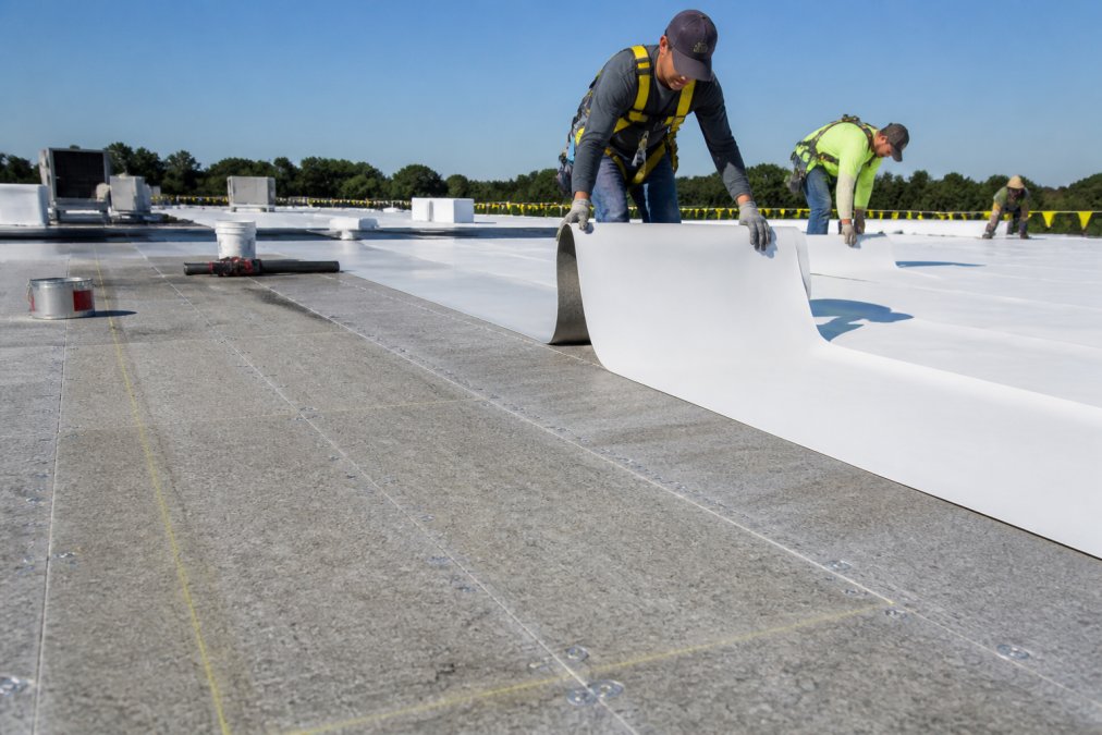 Commercial roofing crew in safety harnesses rolling out a large white TPO membrane across a flat low-slope roof deck on a clear sunny day, with polyiso insulation boards visible beneath and chalk lines marked on the surface