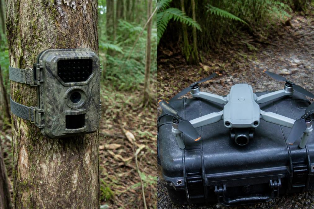 Motion-activated camera trap mounted on weathered tree trunk in dense forest understory, device secured with metal bands, natural habitat with ferns and fallen leaves visible in background