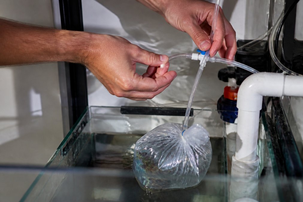 Close-up of a reef hobbyist's hands adjusting a drip valve on an acclimation kit, with a coral frag bag floating in a sump and air tubing visible