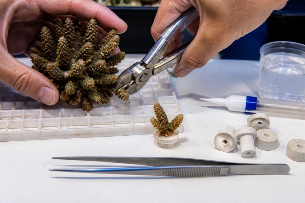 Hands using bone cutters to carefully cut a coral fragment from a mother colony, with frag plugs, mounting tools, cyanoacrylate gel, and tweezers arranged on a clean work surface nearby under bright aquarium lighting