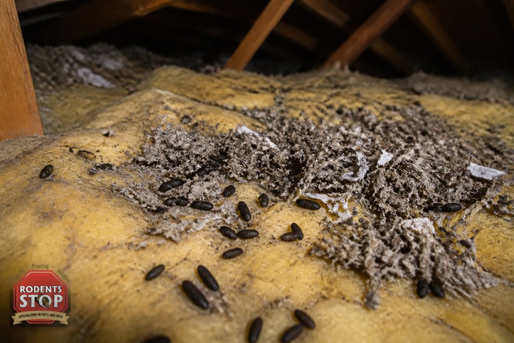 Close-up of dark rodent droppings and shredded gray nesting material scattered across dirty, yellowed fiberglass attic insulation, with visible soiling and debris under dim attic lighting