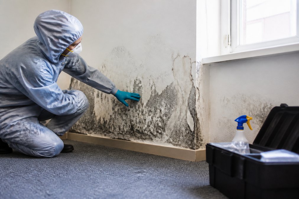 Cost of Professional Mold Remediation: 2026 Pricing Guide