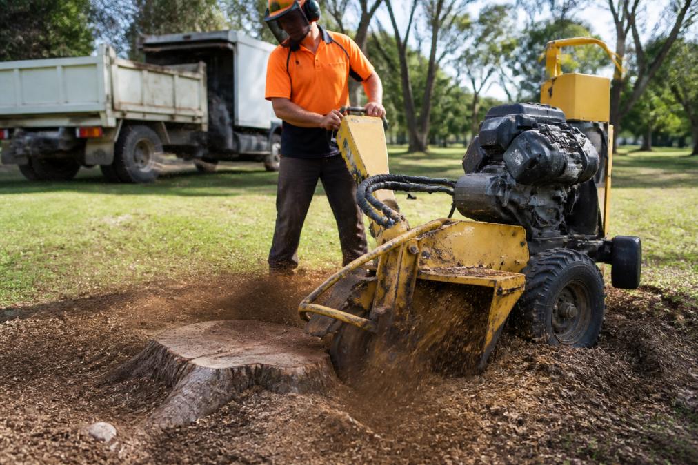 Cost of Stump Grinding Canberra: A 2026 Price Guide