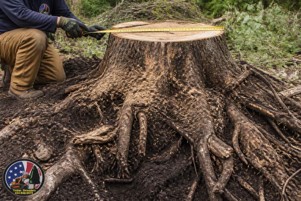 Close-up of a large tree stump with diameter measurement visible, surrounded by exposed root systems spreading into dark soil and overgrown brush, showing the depth and complexity of root structure