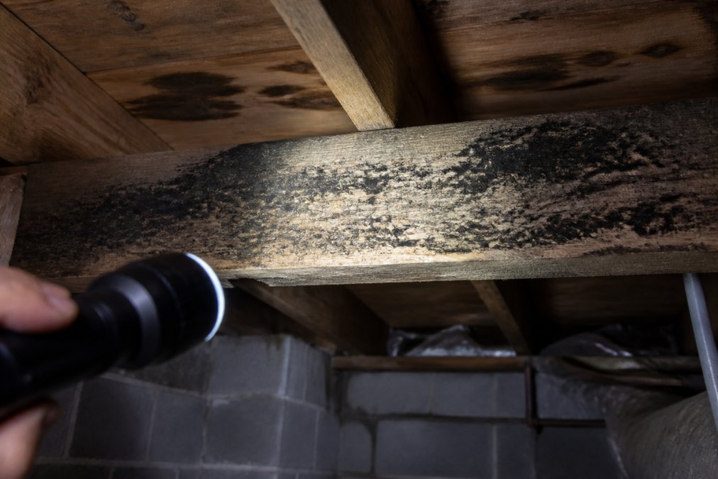 Close-up of dark mold patches on wooden floor joists in a dimly lit crawl space, with a flashlight beam illuminating the affected area