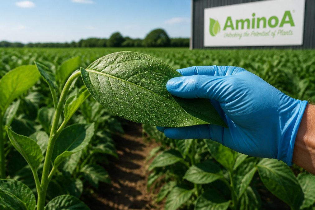 Close-up of a crop leaf with visible droplets of foliar spray, held by a grower's gloved hand in a field setting with blurred crop rows behind