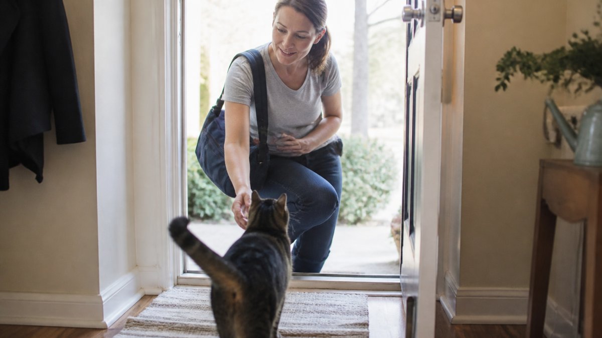 Daily Drop-In Visits for Indoor Cats: Key Benefits