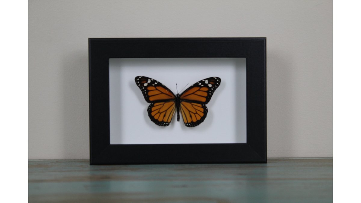Danaus plexippus, Monarch Butterfly, in a Frame