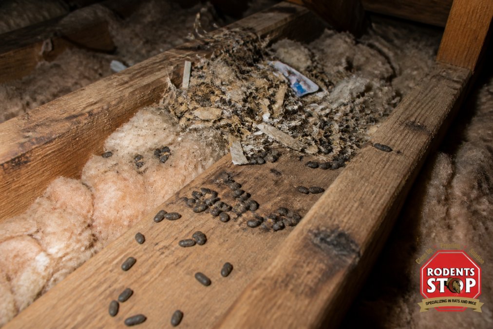 Close-up of attic insulation with visible rat droppings scattered across wooden beams, nesting material composed of shredded paper and fabric, and dark urine stains on wood surfaces in dim attic lighting