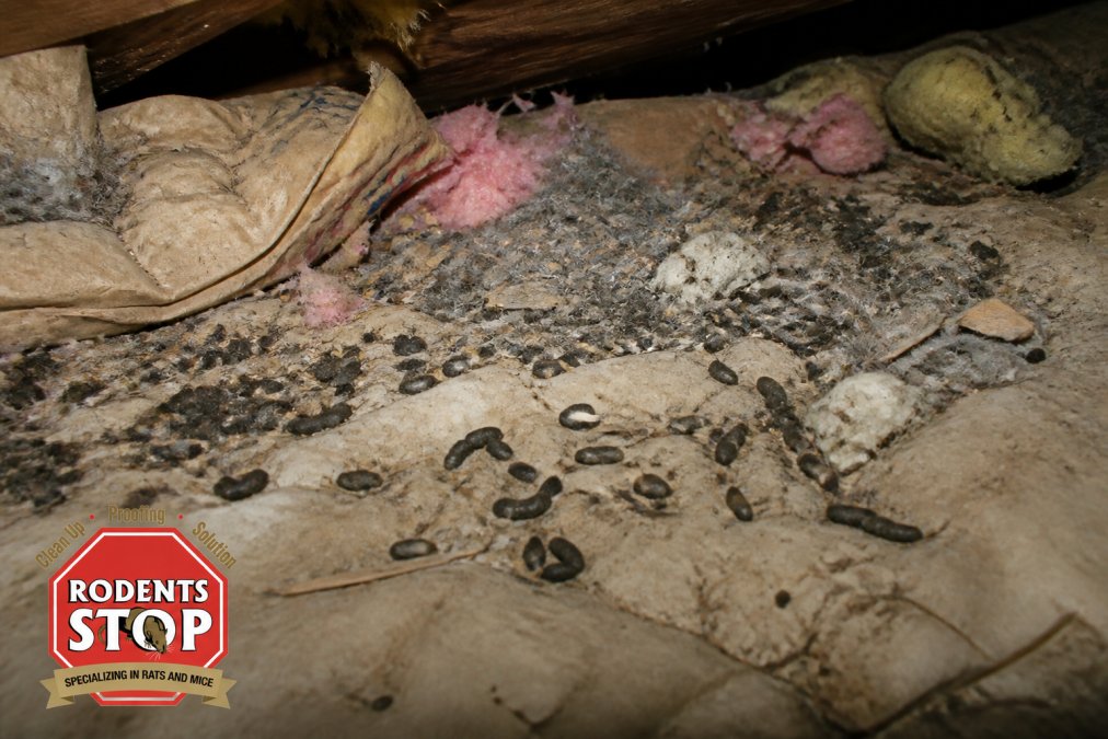 Close-up of contaminated attic insulation with visible rodent droppings, nesting material, and soiled fiberglass batts in dim overhead lighting
