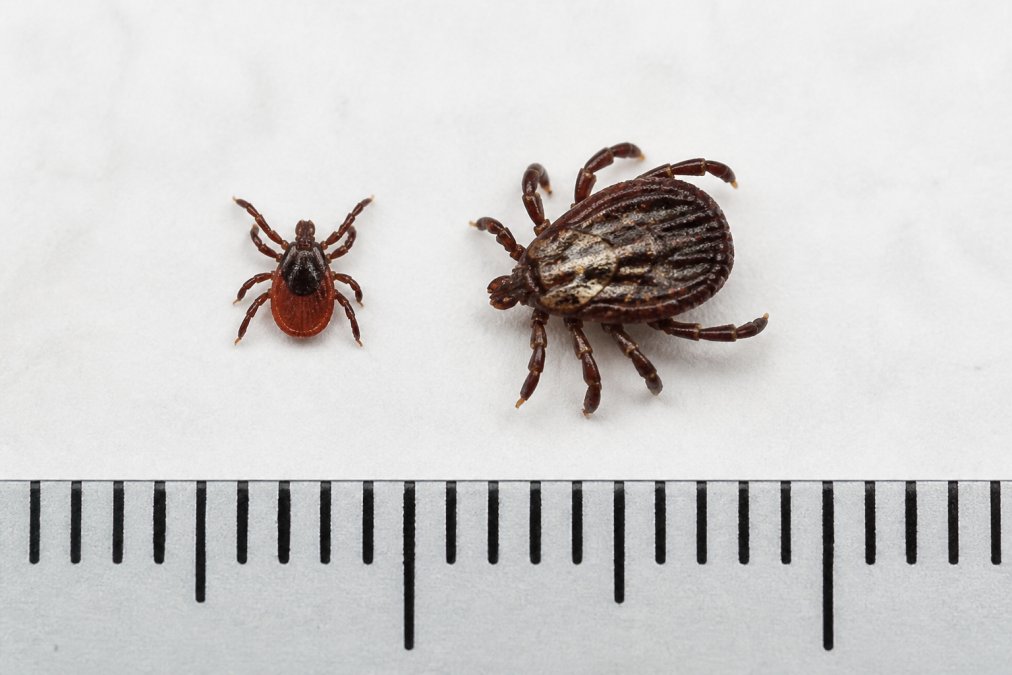 Close-up macro photograph of two ticks side by side on a white surface, one smaller reddish-brown tick and one larger mottled brown tick, with a metric ruler visible for scale reference
