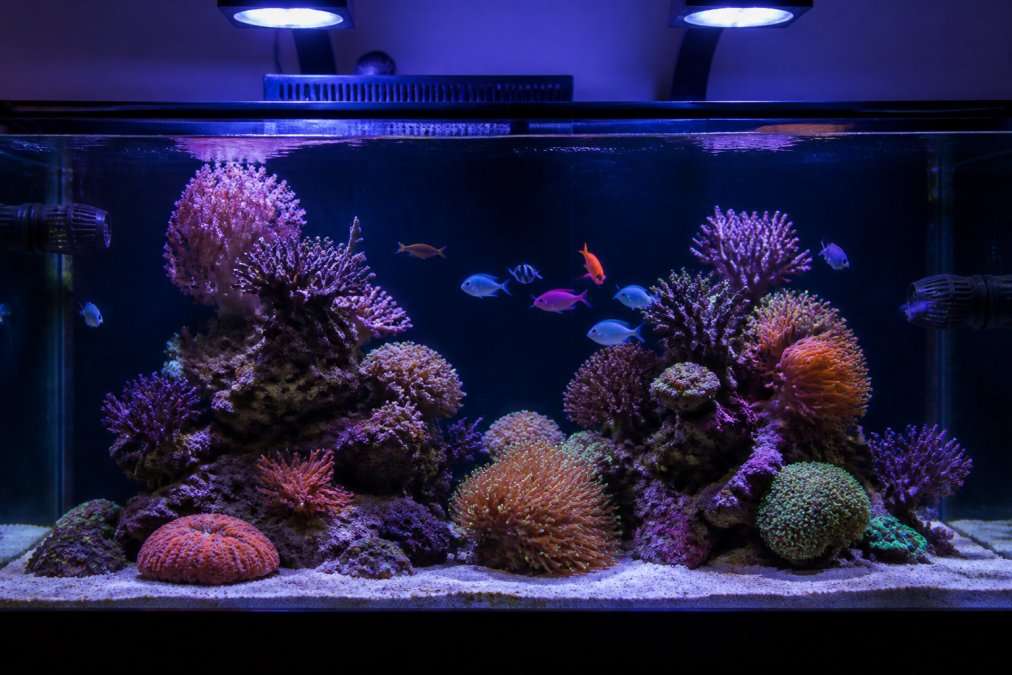 Vibrant mixed reef aquarium display with colorful soft corals including purple and orange species, healthy LPS corals with extended polyps, and small saltwater fish swimming among branching live rock formations in natural blue-spectrum lighting