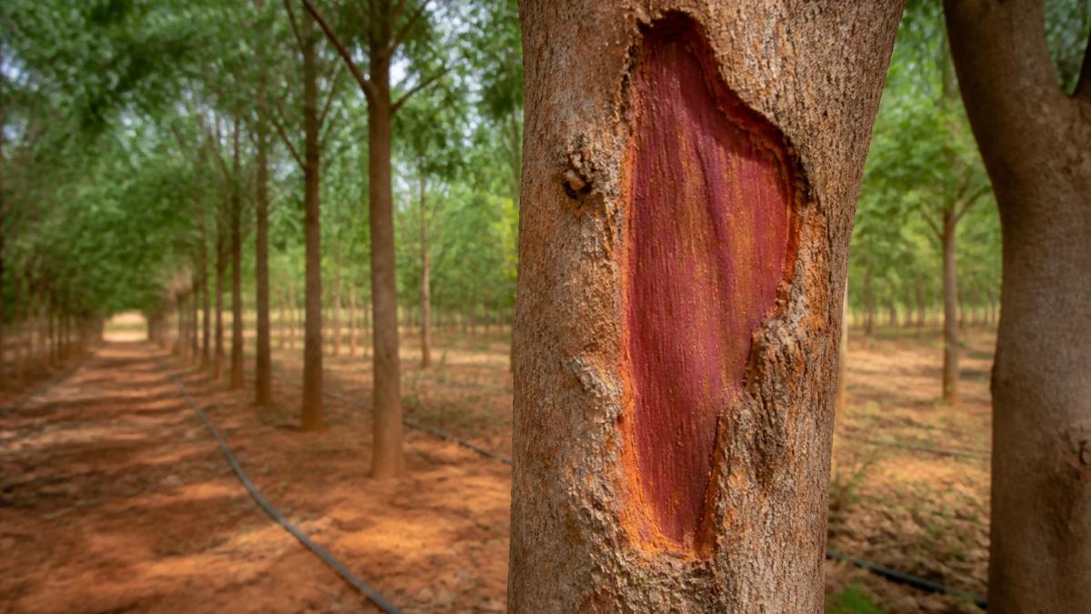 Mature red sandalwood tree trunk with exposed heartwood at Dhanveda Farmlands plantation.