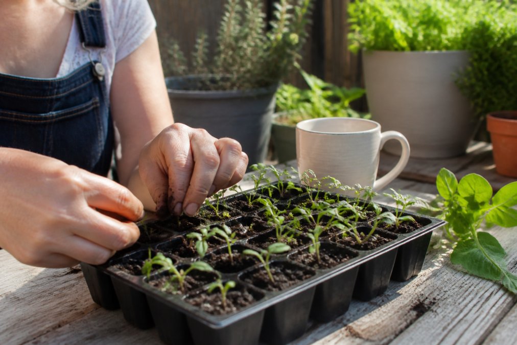 Do Heirloom Seeds Germinate Well? A 2026 Gardener's Guide