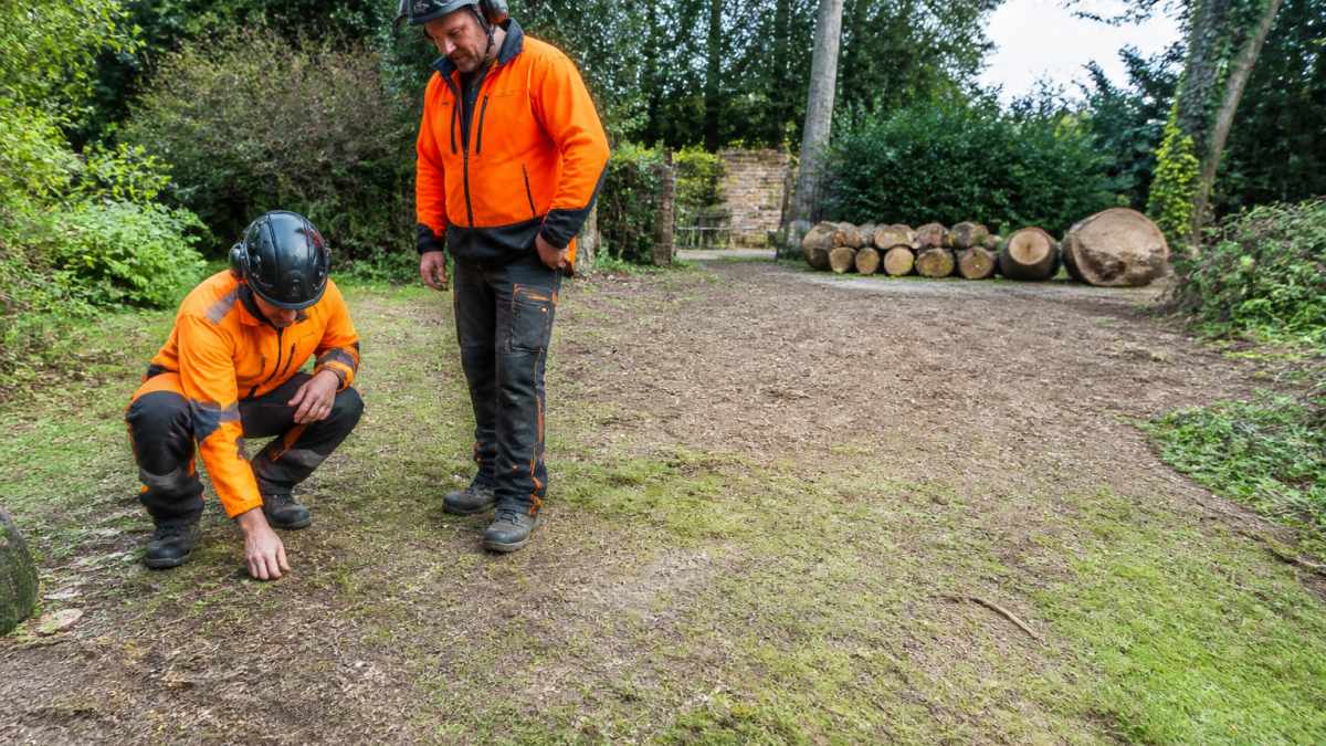 Professional tree surgeon and crew member conducting final site inspection of cleared garden, checking ground for remaining debris with cleared ground and stacked logs visible in the background, natural daylight