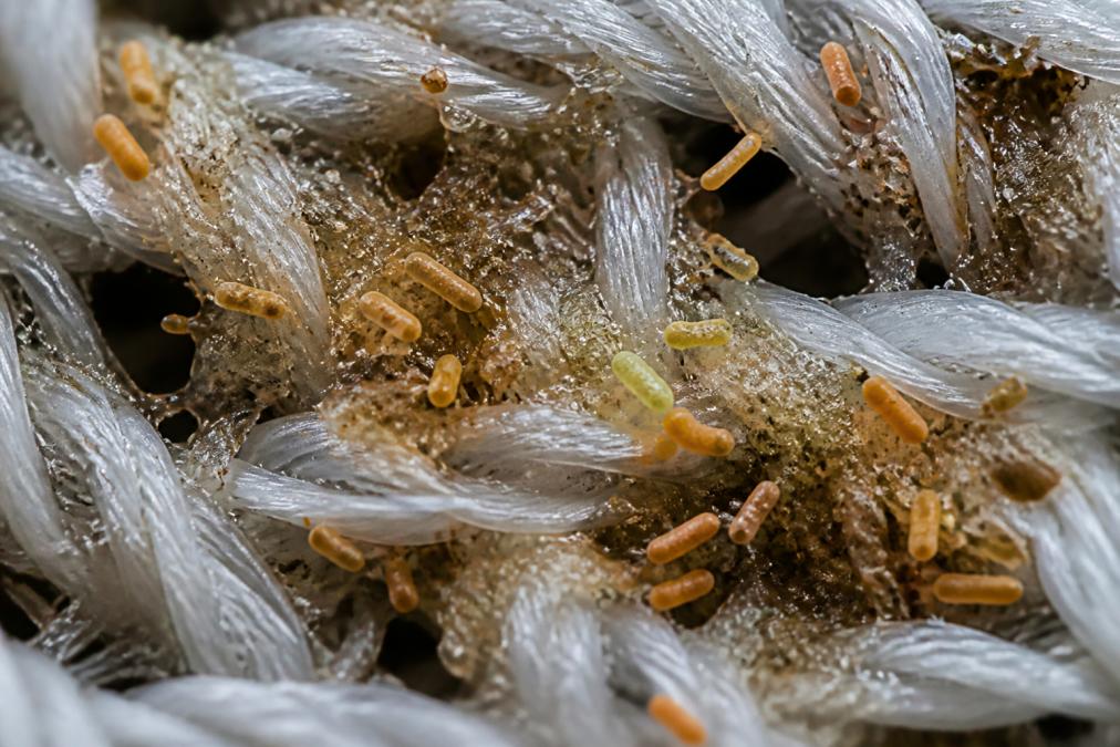 Close-up of enzymatic action breaking down organic matter on fabric fibers under magnification, showing microbial degradation of odor-causing compounds