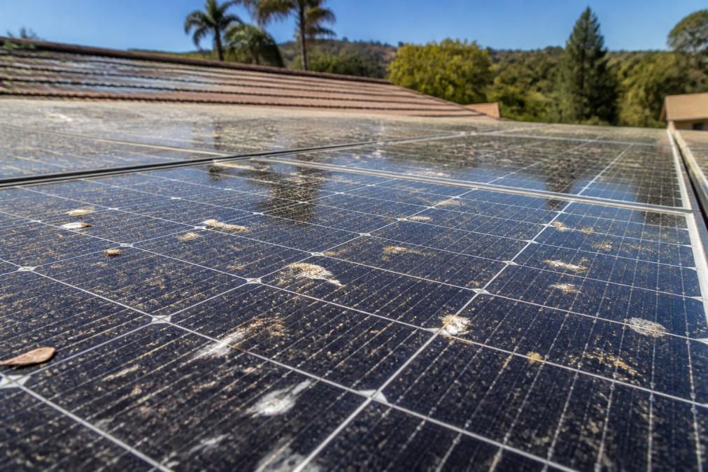 Close-up of a solar panel surface showing accumulated dust, pollen, bird droppings, and environmental debris glistening in bright sunlight