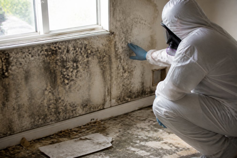 Does Homeowners Insurance Cover Mold Removal? 2026 Guide