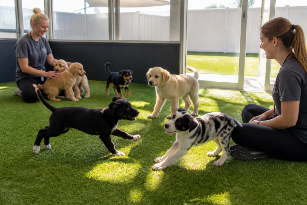 Group of puppies playing together in a supervised indoor-outdoor play area with trained staff members observing and engaging with them, natural sunlight streaming through windows
