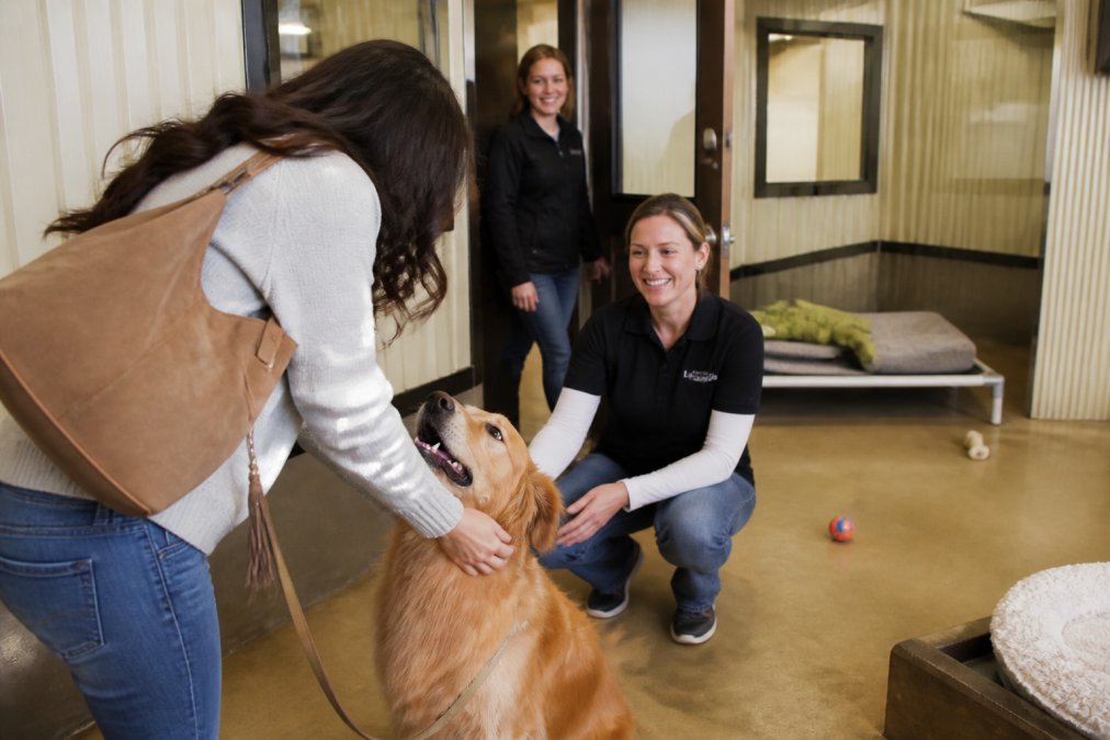 Owner greeting staff at a dog boarding with 24 hour webcam access facility during drop-off.