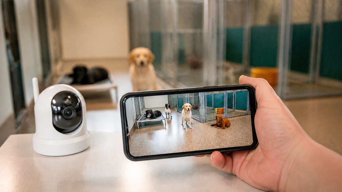 Dog Boarding With Webcam Updates: 5 Options Compared