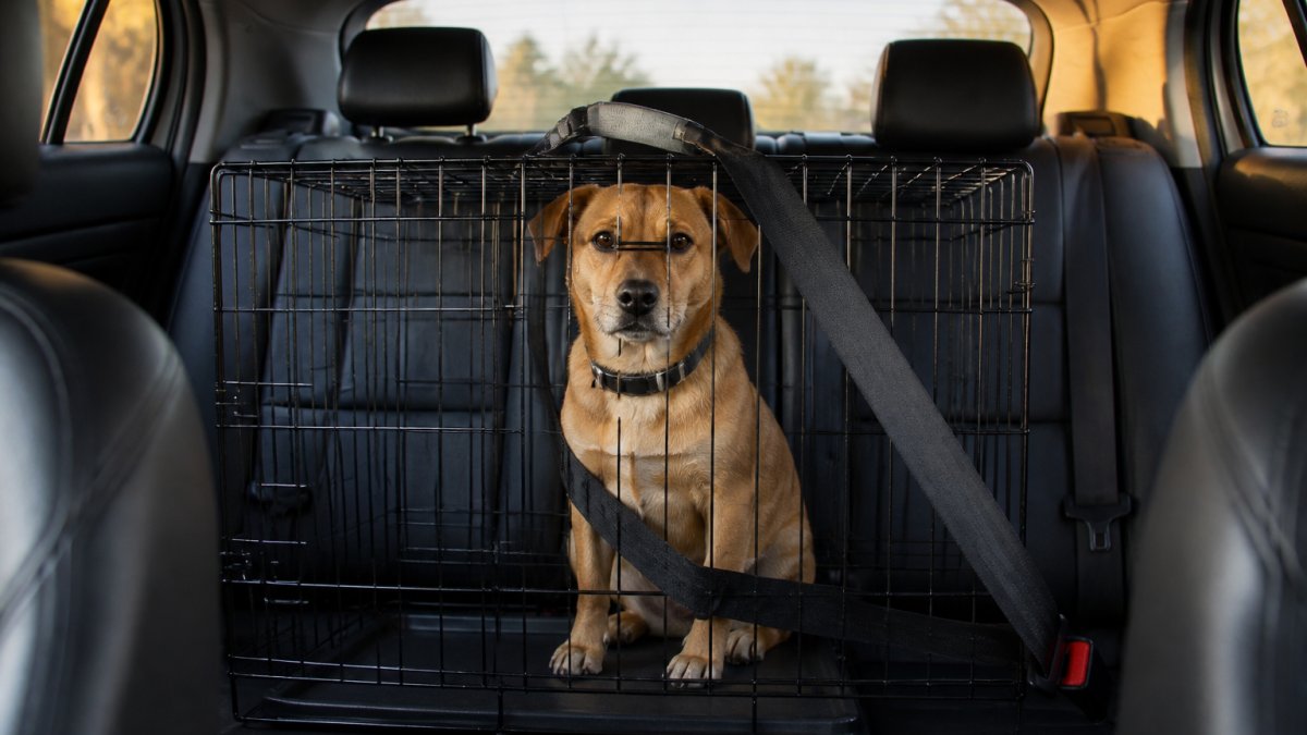 A medium-sized dog sitting inside a wire crate secured with a seat belt on the back seat of an SUV.