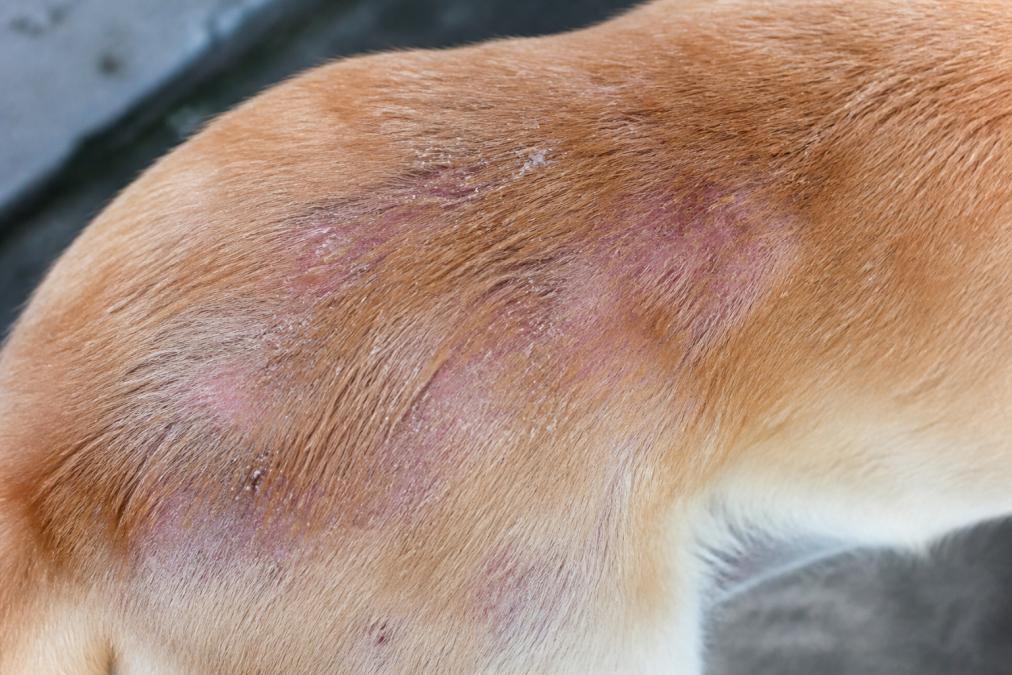 Close-up of a dog's back with visible dry, flaky skin and patches of irritation, showing texture and appearance of the condition against the coat