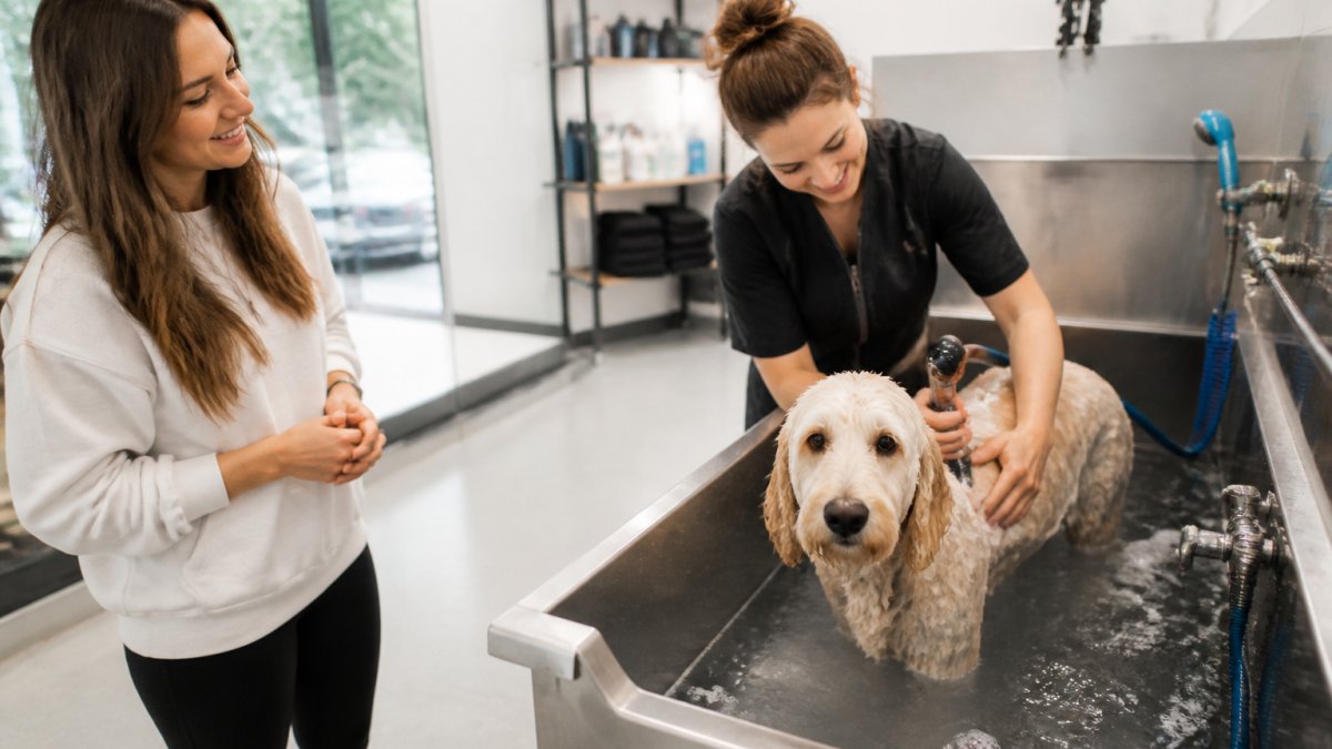 A professional dog groomer the heights expert bathing a calm dog in a modern, sunlit grooming salon.