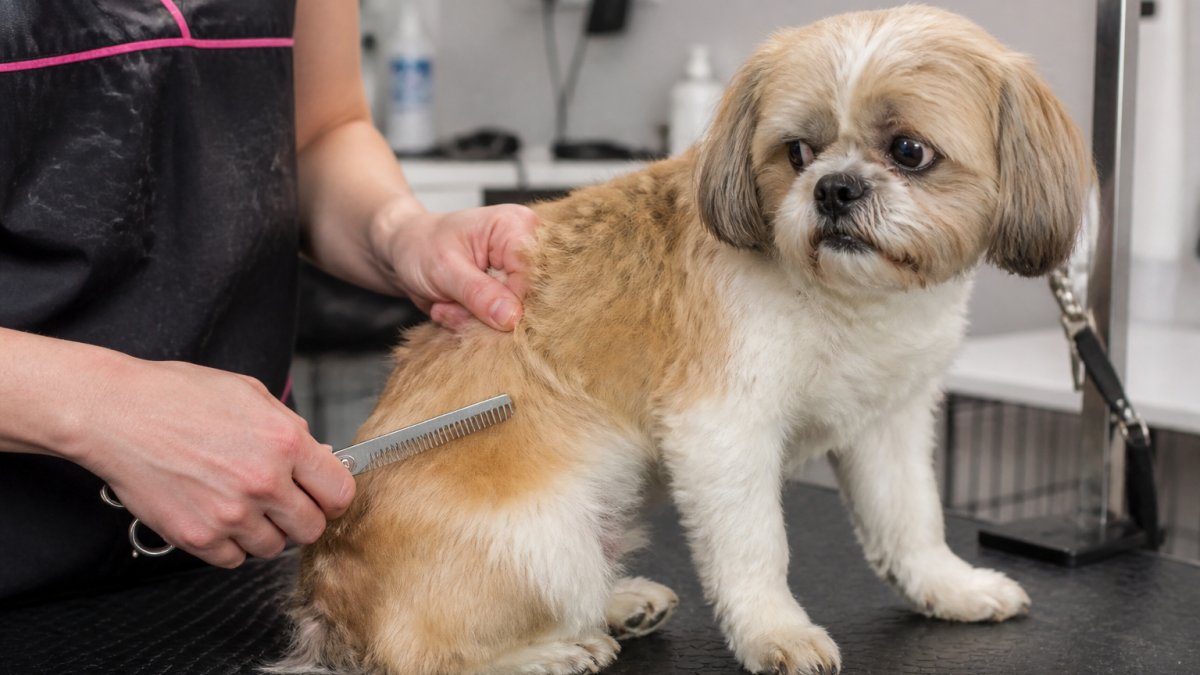 Dog Grooming for Difficult Dogs: A Practical Guide