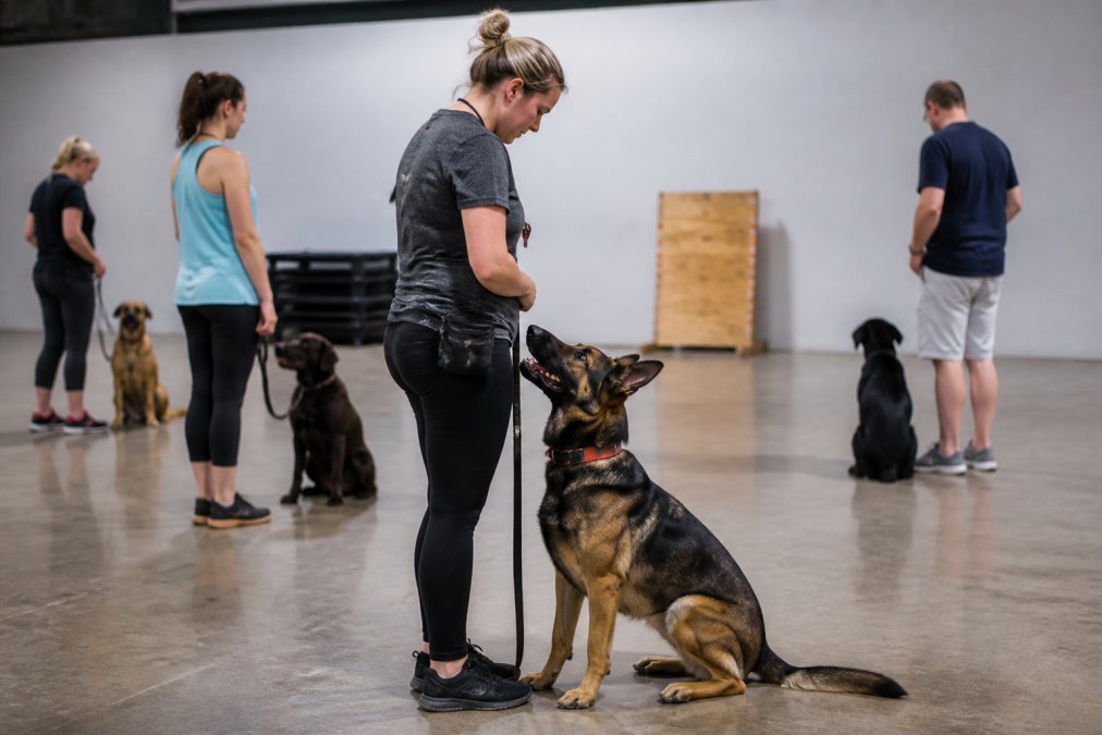 Dog Obedience Classes in Loveland: Find Real Help