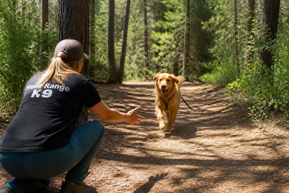 A dog running back toward its owner on a wooded trail, owner crouched with arms open, sunlight filtering through trees, leash clipped to harness