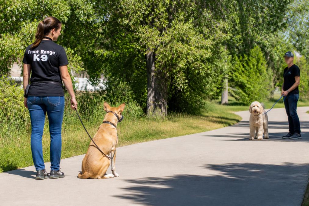 Professional dog trainer demonstrating proper leash handling technique with calm dog maintaining distance from another dog during outdoor walk, showing relaxed body posture and handler composure